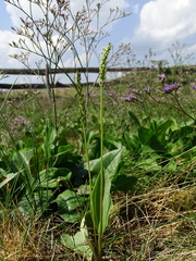 Plantago schwarzenbergiana