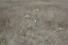 Bupleurum marschallianum