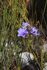 Aristea dichotoma