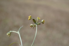 Bupleurum marschallianum