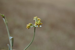 Bupleurum marschallianum