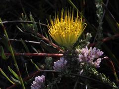 Leucospermum gracile