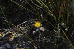 Leucospermum gracile