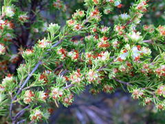 Erica glumiflora