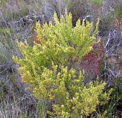 Erica glumiflora