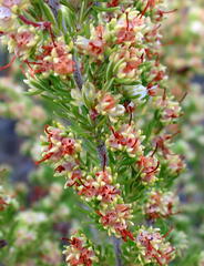 Erica glumiflora