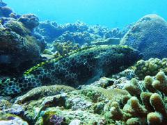 Epinephelus macrospilos