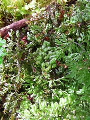Hymenophyllum paniculiflorum