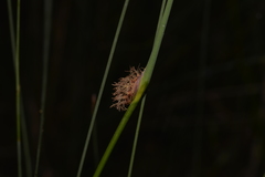 Chorizandra cymbaria