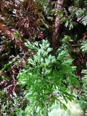 Hymenophyllum paniculiflorum