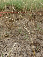 Beckmannia eruciformis