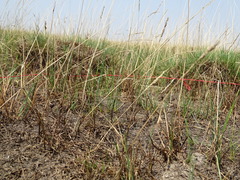 Beckmannia eruciformis