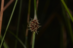 Chorizandra cymbaria