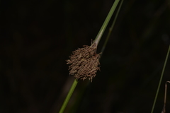 Chorizandra cymbaria