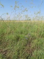 Peucedanum officinale