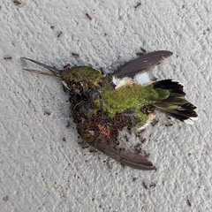 Archilochus colubris