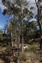 Eucalyptus pulchella