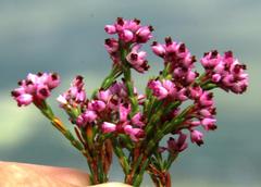 Erica corifolia