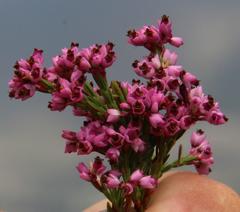 Erica corifolia