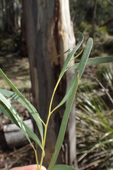 Eucalyptus pulchella