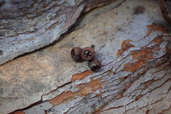 Eucalyptus pulchella