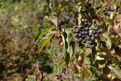 Cornus sanguinea australis