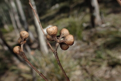 Eucalyptus pulchella