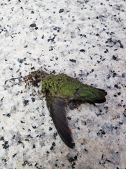 Archilochus colubris