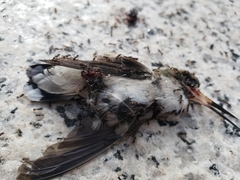 Archilochus colubris