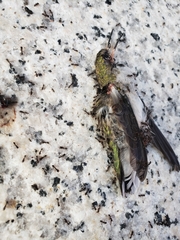 Archilochus colubris