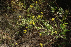 Jacobaea grandidentata