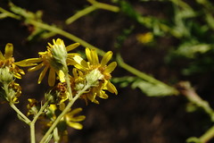 Jacobaea grandidentata