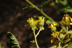 Jacobaea grandidentata