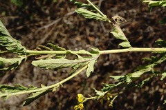 Jacobaea grandidentata