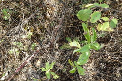 Jacobaea grandidentata