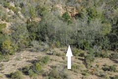 Populus × canescens