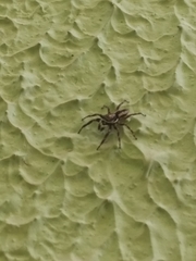 Menemerus bivittatus