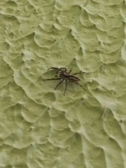 Menemerus bivittatus