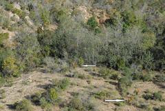 Aloe marlothii marlothii