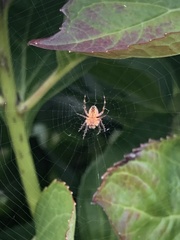 Araneus diadematus