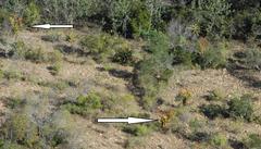 Aloe marlothii marlothii