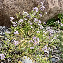 Cakile maritima baltica