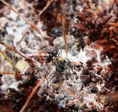 Myrmicaria nigra