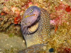 Gymnothorax nudivomer