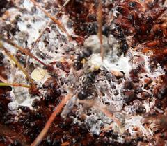 Myrmicaria nigra