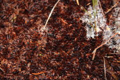 Myrmicaria nigra