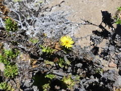 Gutierrezia espinosae