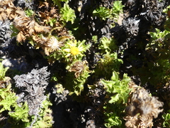 Gutierrezia espinosae