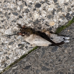 Archilochus colubris