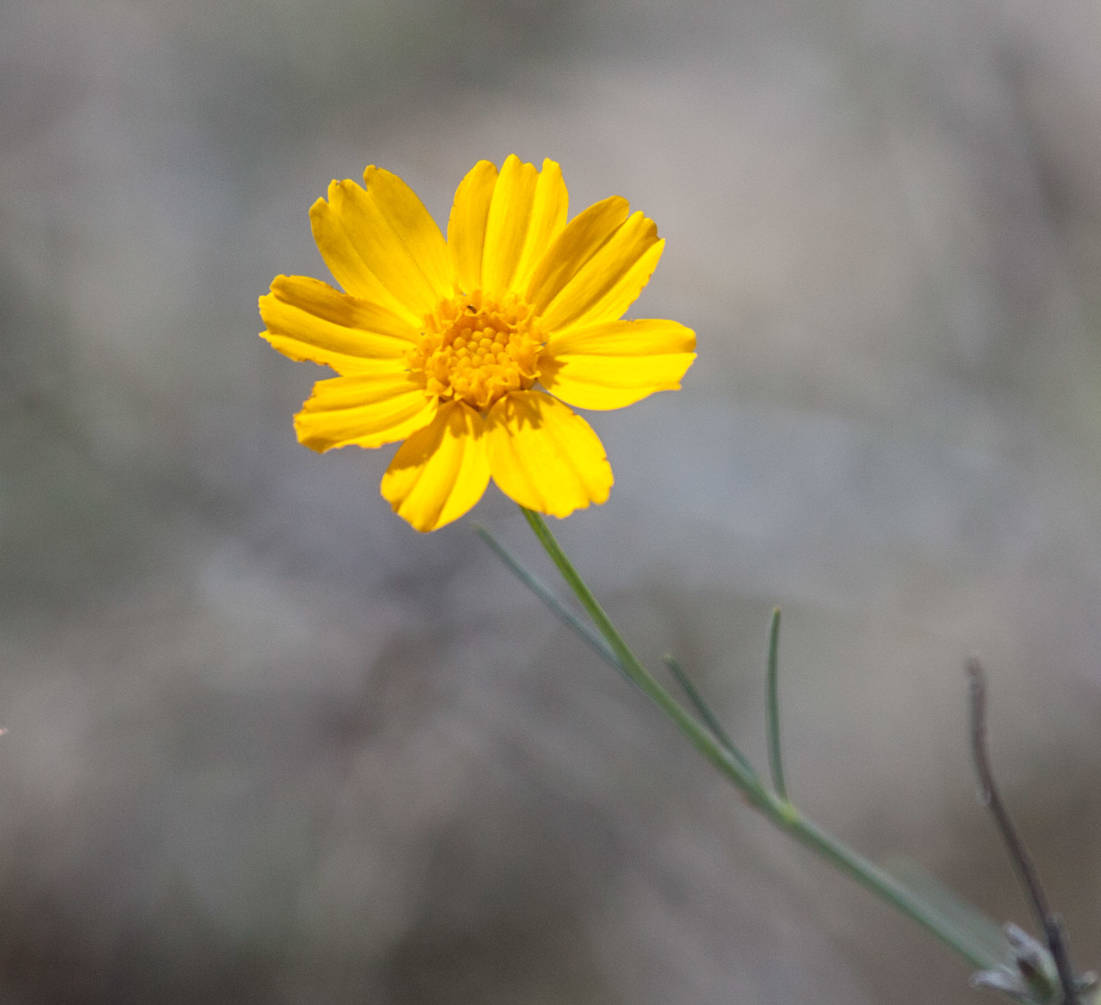 Thelesperma simplicifolium